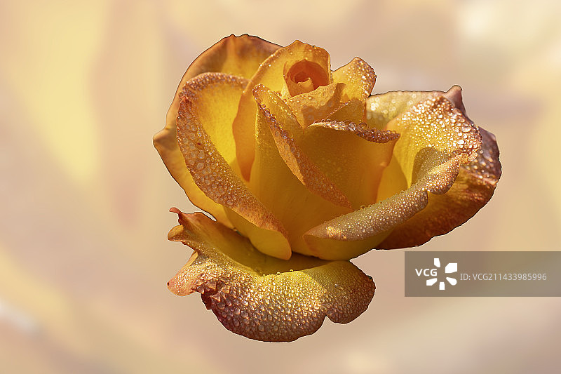 金黄冠月季Rose图片素材