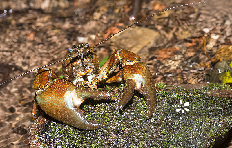信号小龙虾(Pacifastacus leniusculus)是法国北部孚日地区自然公园河流中的入侵物种图片素材