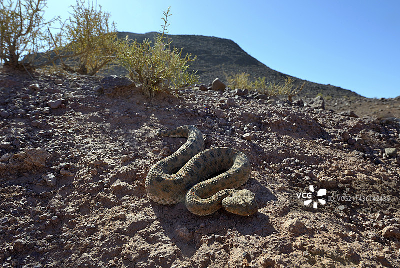 沙漠中的角蛇-摩洛哥瓦尔扎扎特图片素材