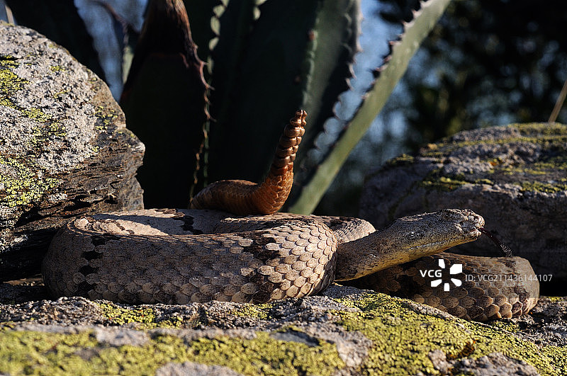 美国奇里卡华山脉岩石上的带状岩石响尾蛇图片素材