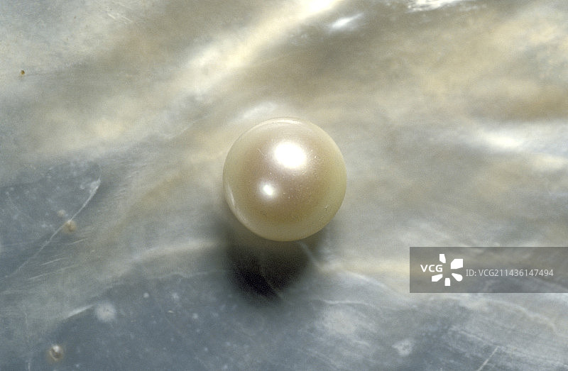珍珠长在贝壳上图片素材