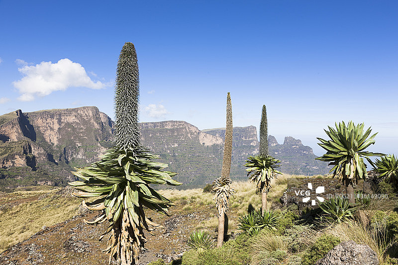埃塞俄比亚巨型半边莲(Lobelia rhynchopetalum)，有花茎，在背景中与Inatye山和Imet Gogo山的山峰相连。巨型半边莲是东非高原非洲高山和非洲山地生态系统的特征。它们适应高紫外线辐射和每日变化的热和霜冻。非洲，东非，埃塞俄比亚，西米恩山脉图片素材