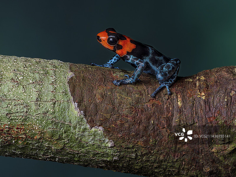 毒蛙(毒蛙属)，秘鲁图片素材