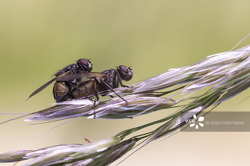 在法国阿尔萨斯的草地上交配的花蝇科苍蝇图片素材