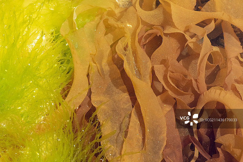 法国布列塔尼的银莲花和绿藻图片素材