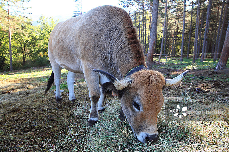 奥布拉克牛吃干草，法国图片素材