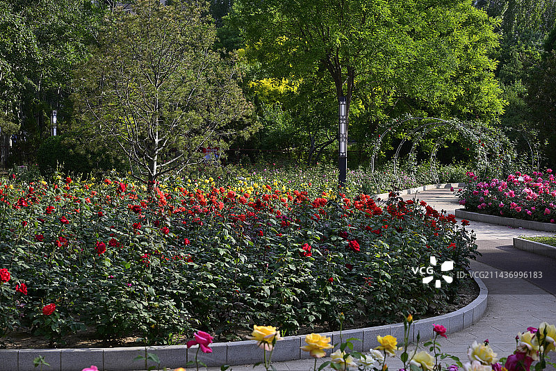 公园内有花植物景观图片素材