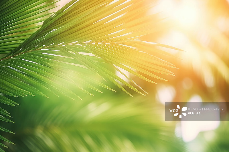 【AI数字艺术】早晨阳光下的棕榈树叶图片素材