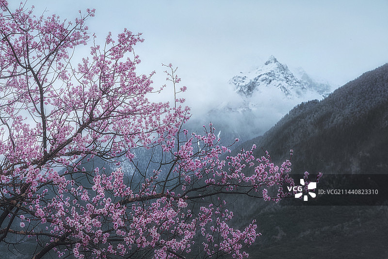 春天林芝雪山下的桃花图片素材