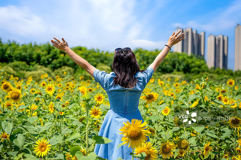 向日葵花丛中一个举着双手的女人背影图片素材