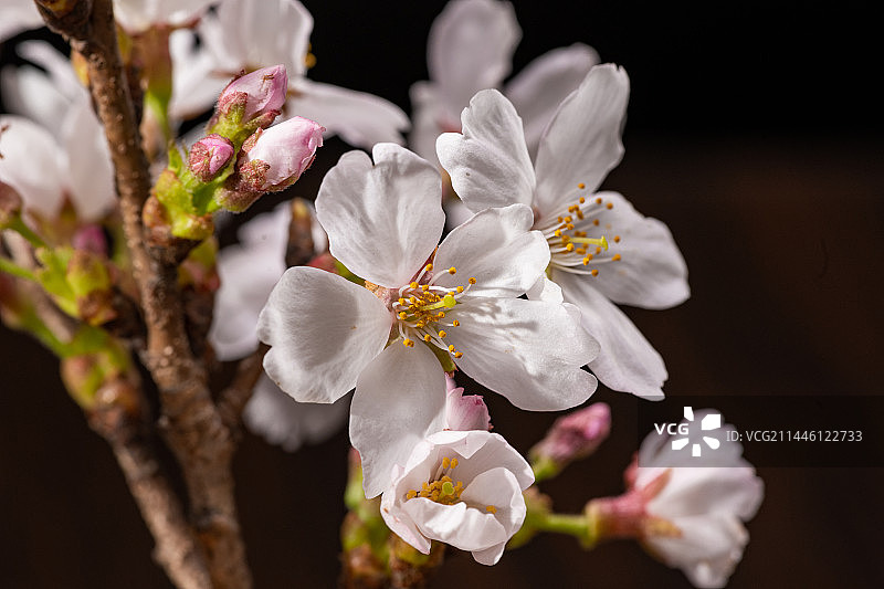 春天樱花开放花蕊与花瓣特写图片素材