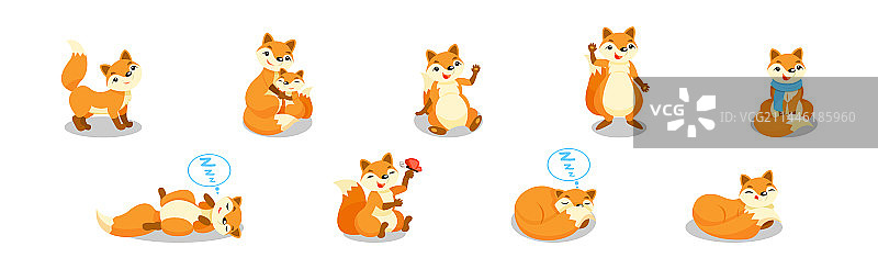 可爱的红色狐狸动物在不同的毛茸茸的尾巴图片素材