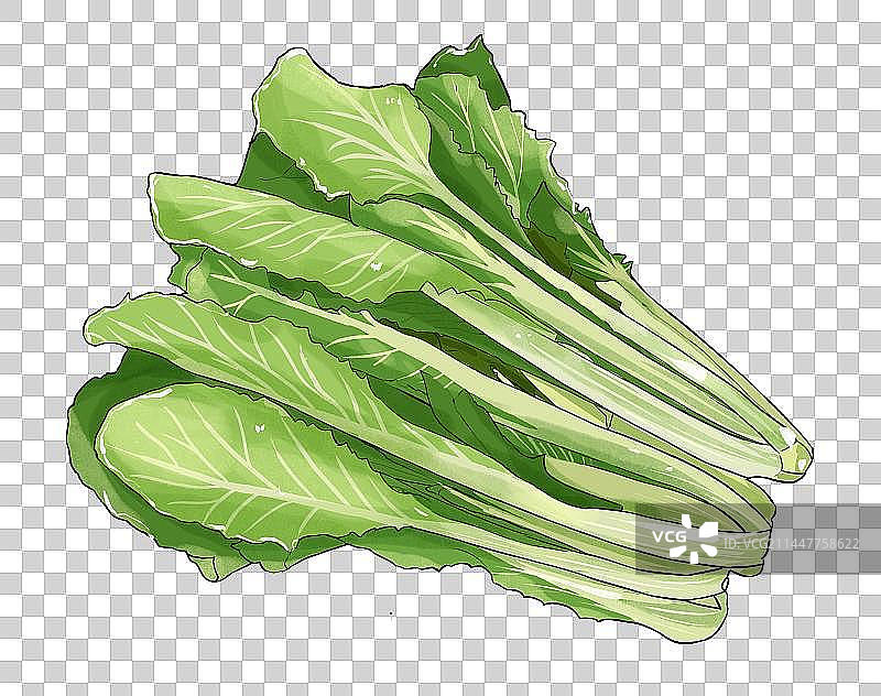 立冬节气蔬菜插画小白菜免扣元素图片素材