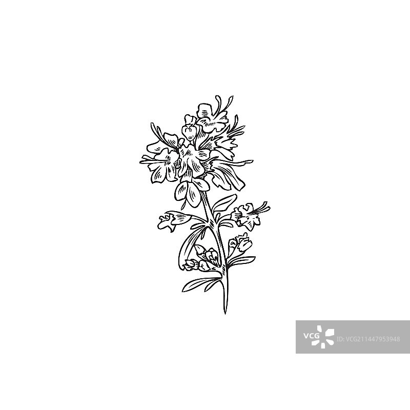 盛开的百里香烹饪植物图标符号轮廓图片素材