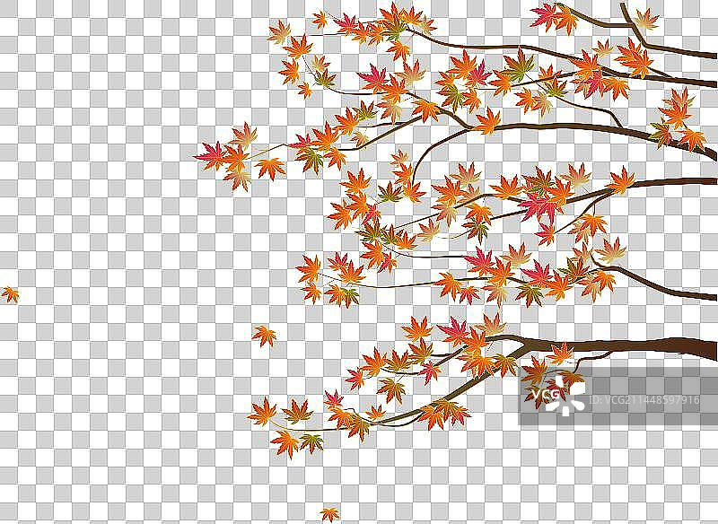 秋天枫叶枫树元素图片素材