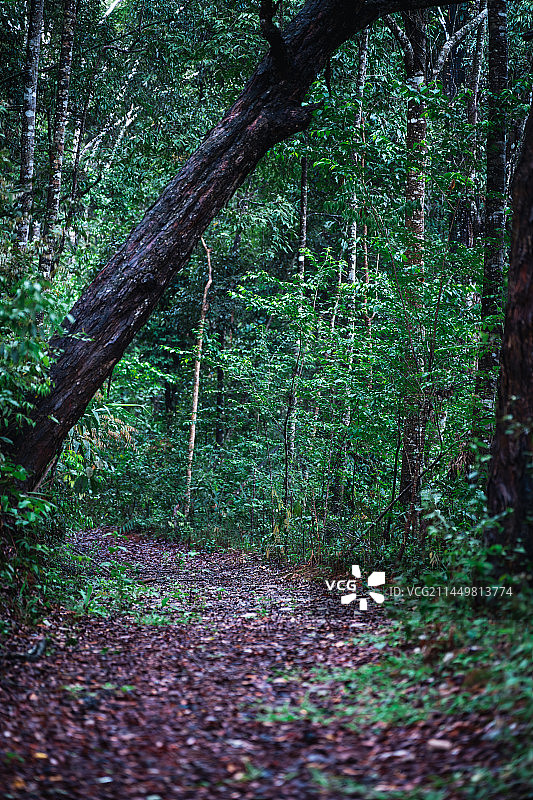 森林中的小路和生长的树木图片素材