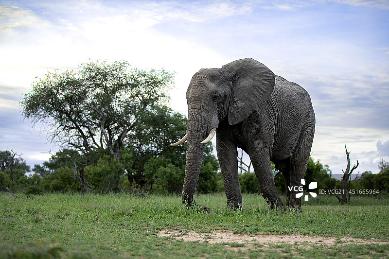南非隆多洛齐野生动物保护区，一头非洲象在短草丛中行走。图片素材