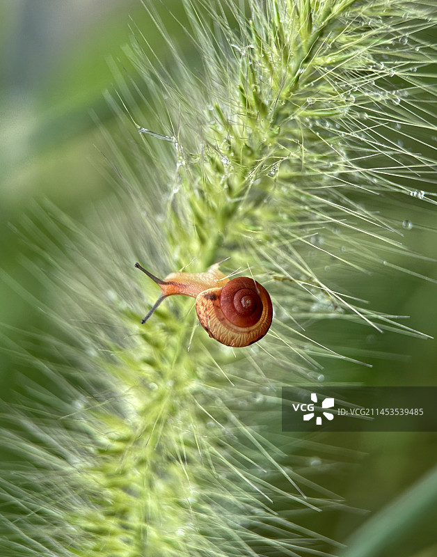 带雨珠的马尾草上的小蜗牛图片素材