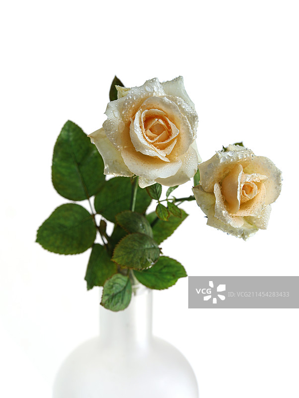 花瓶里的鲜花香槟玫瑰图片素材
