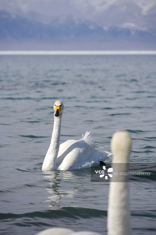 赛里木湖中的野天鹅图片素材