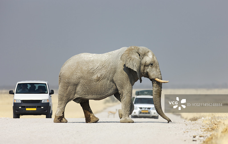大象过马路图片素材