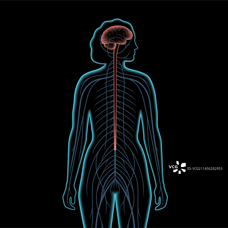 中枢神经系统，插图图片素材