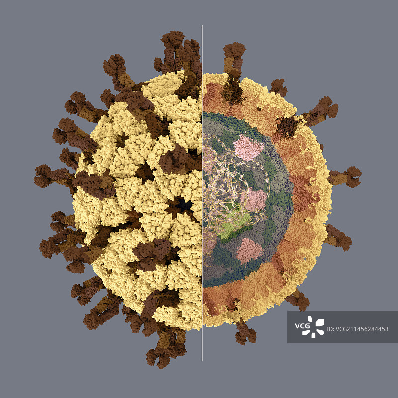 轮状病毒结构，图示图片素材