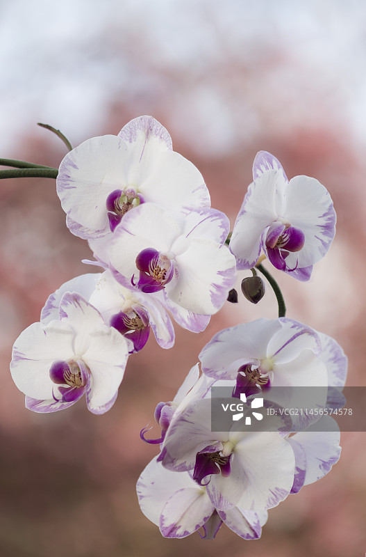 蝴蝶兰(Phalaenopsis 'Yu Pin Sweety')花图片素材