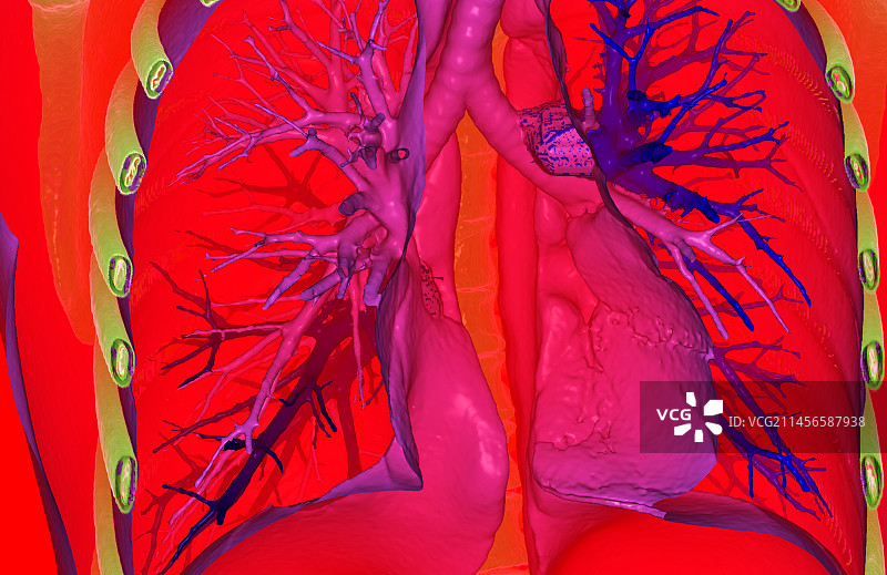 肺部健康CT扫描图片素材