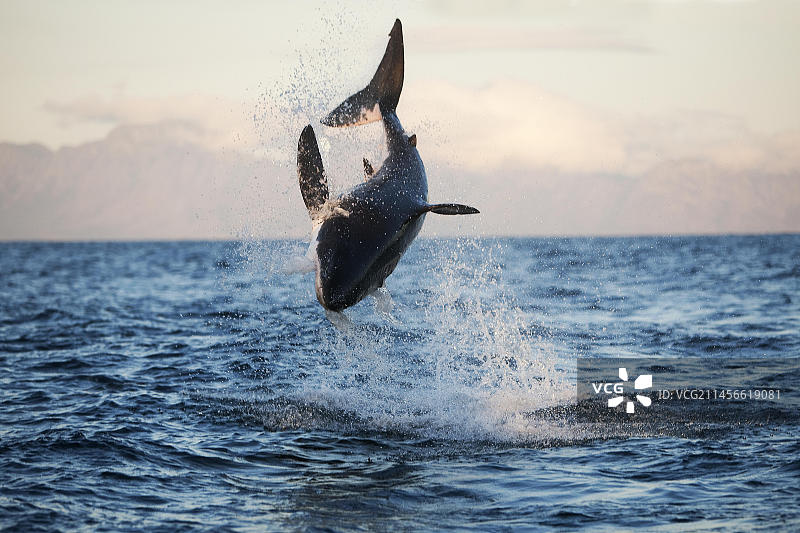 大白鲨在南非破浪图片素材