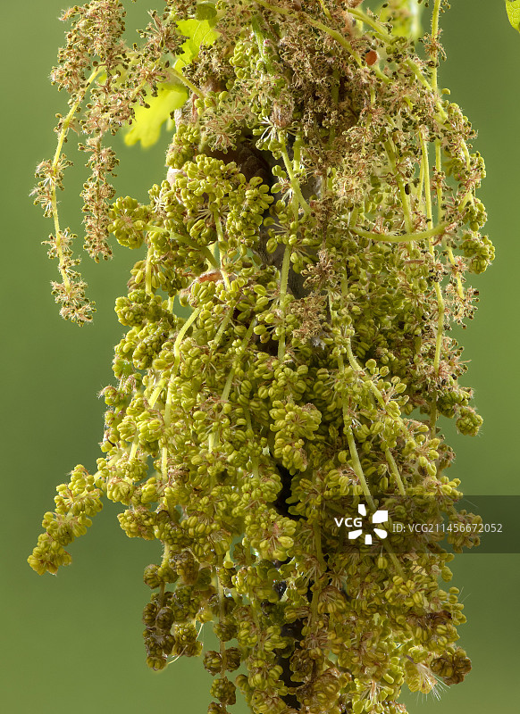 普通橡树(栎属)的雄性柳絮图片素材