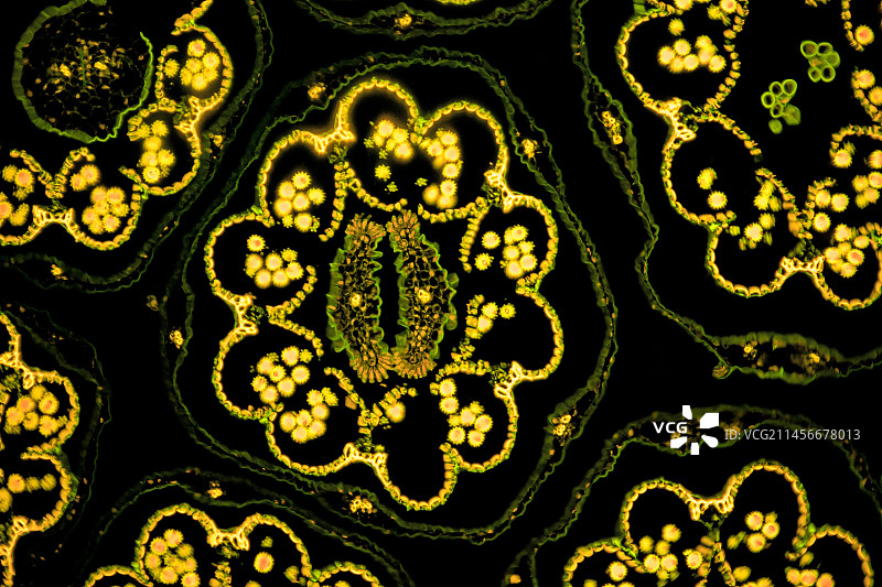 雏菊花，光显微照片图片素材