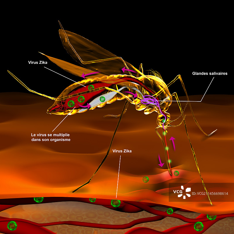 蚊子传播寨卡病毒，插图图片素材
