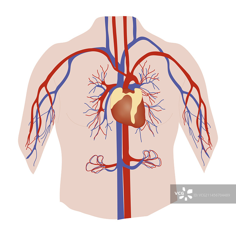 心血管系统，插图图片素材
