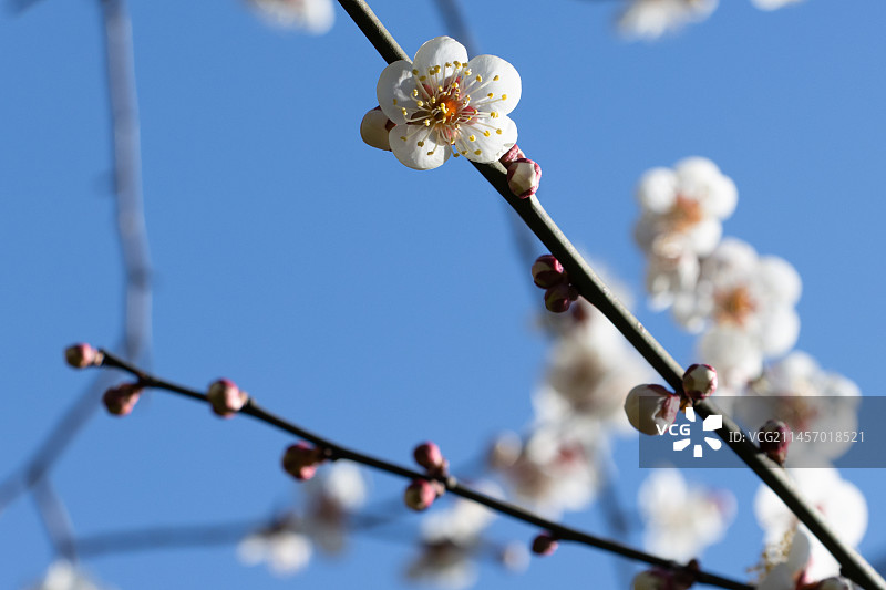 春季白色梅花，白梅图片素材