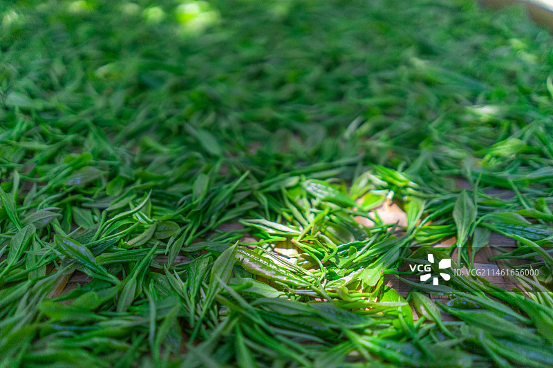 中国茶文化拍摄主题，茶园里编织物簸箕里一片绿色的茶树，前景聚焦绿色茶叶嫩芽，户外白昼无人图像摄影图片素材