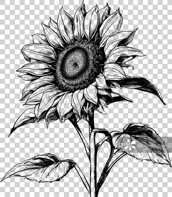素描向日葵收集花黑色图片素材