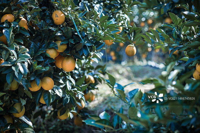 果园里成熟的脐橙图片素材