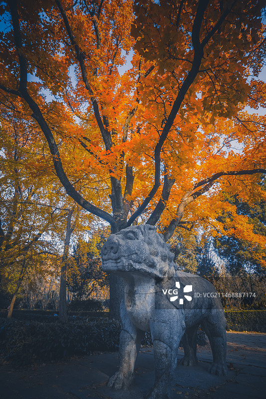 秋天森林里的树木顶着天空-南京石像路图片素材