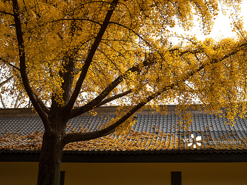 中式屋顶和屋顶的金黄色银杏图片素材