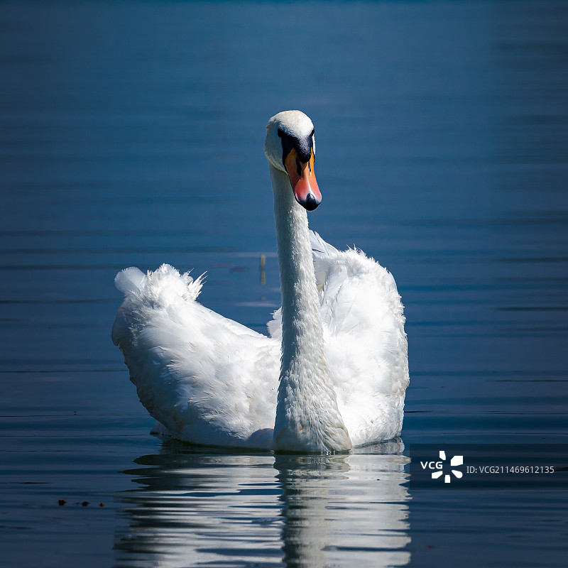 Peaceful Swan图片素材