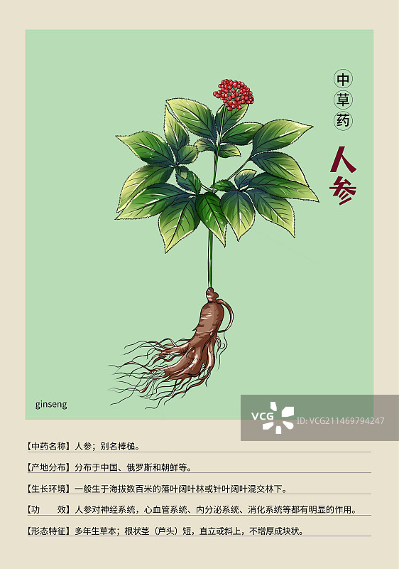 手绘中草药人参特写植物插画版式设计海报图片素材