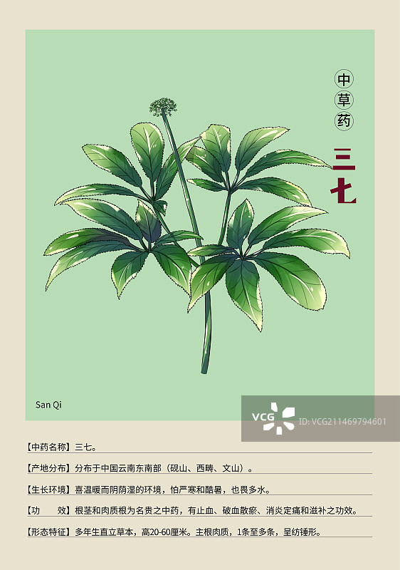 手绘中草药三七特写植物插画版式设计海报图片素材
