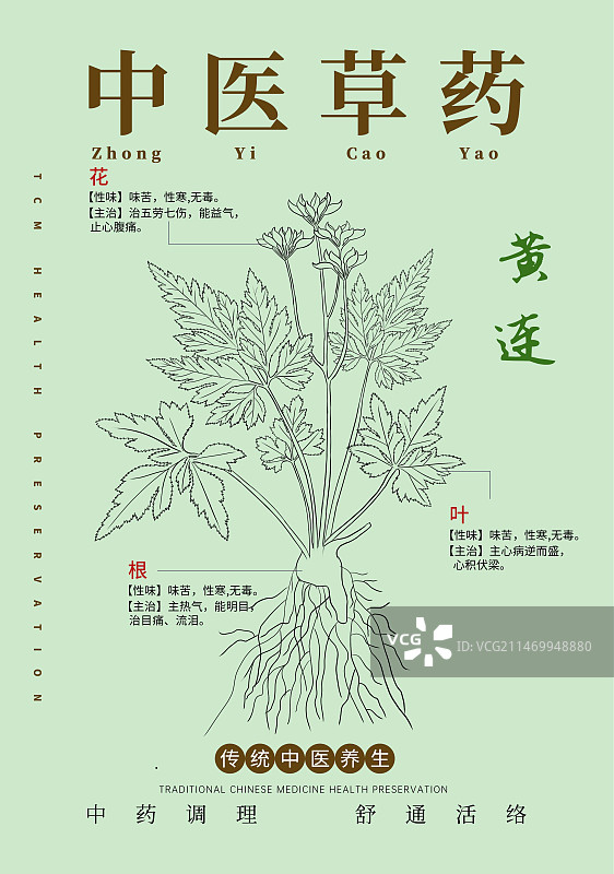 手绘中草药黄连特写植物插画版式设计海报图片素材