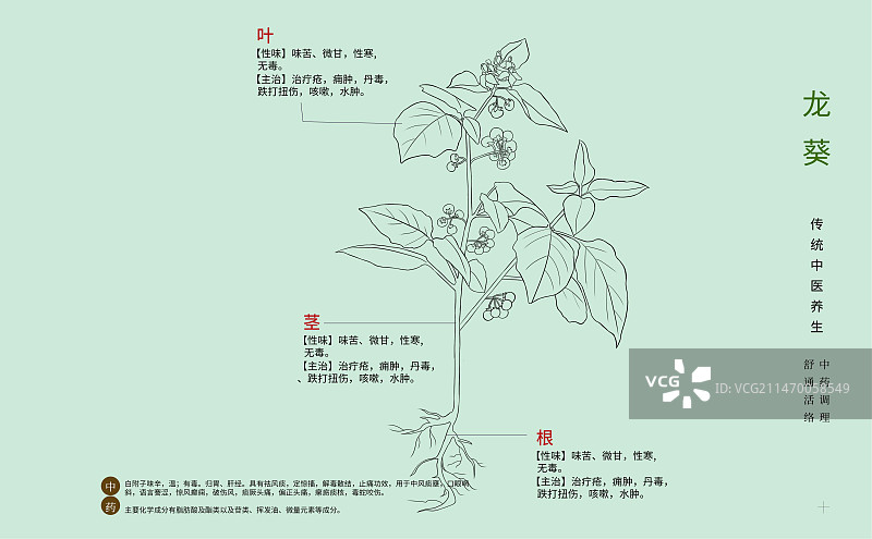 手绘中草药龙葵特写植物插画横版版式设计海报图片素材