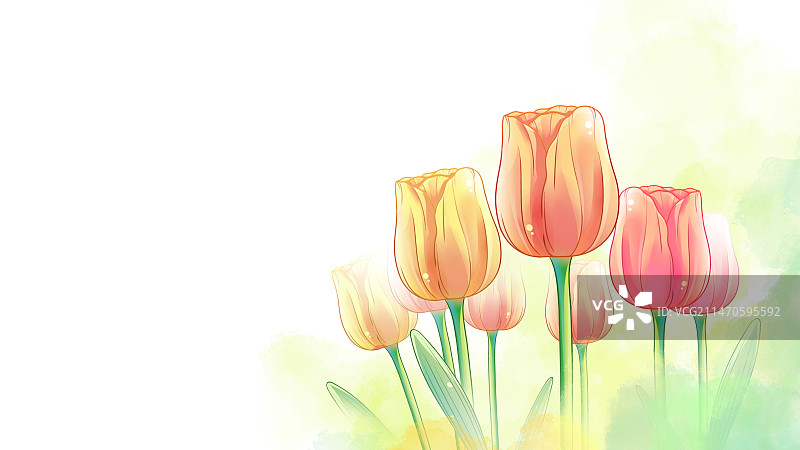 郁金香，唯美清新水彩花卉系列插画图片素材