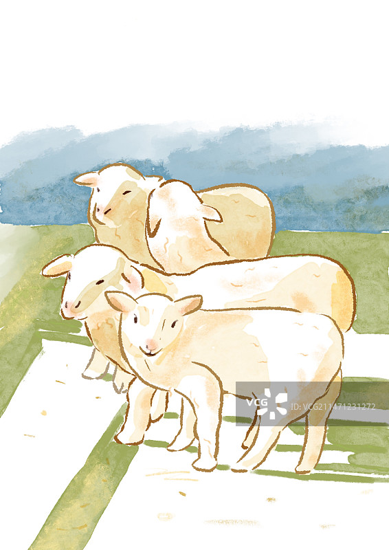 农场羊羔图片素材