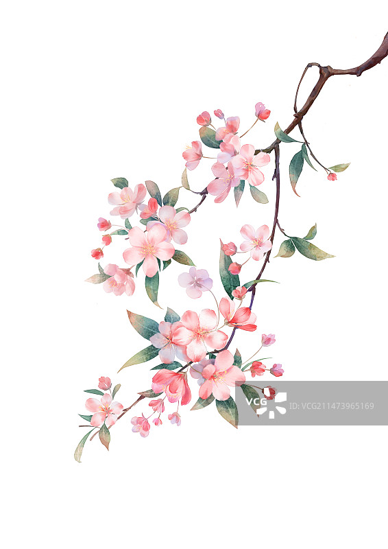 手绘水彩花卉苹果花图片素材