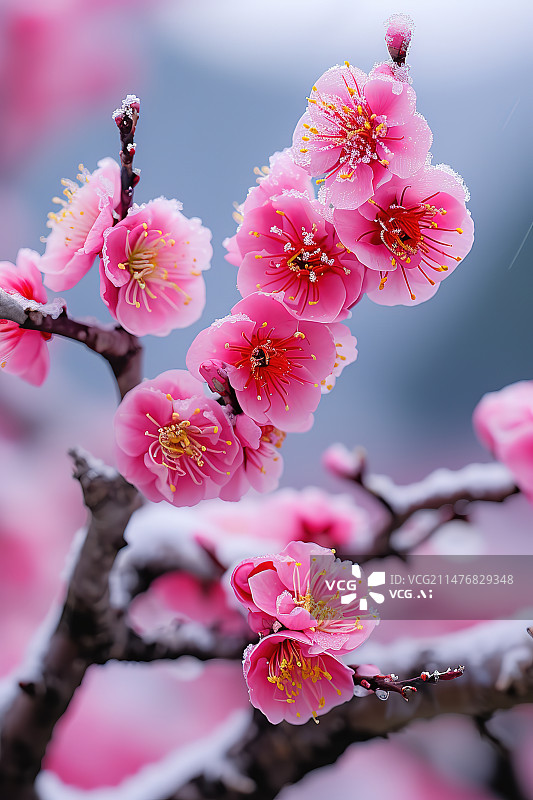 【AI数字艺术】春天盛开的粉色杏花图片素材