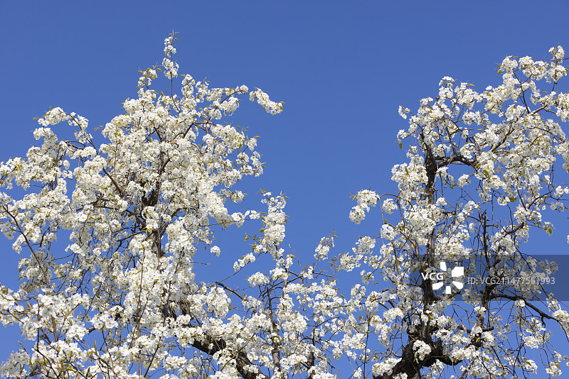 盛开的梨花与蓝天图片素材